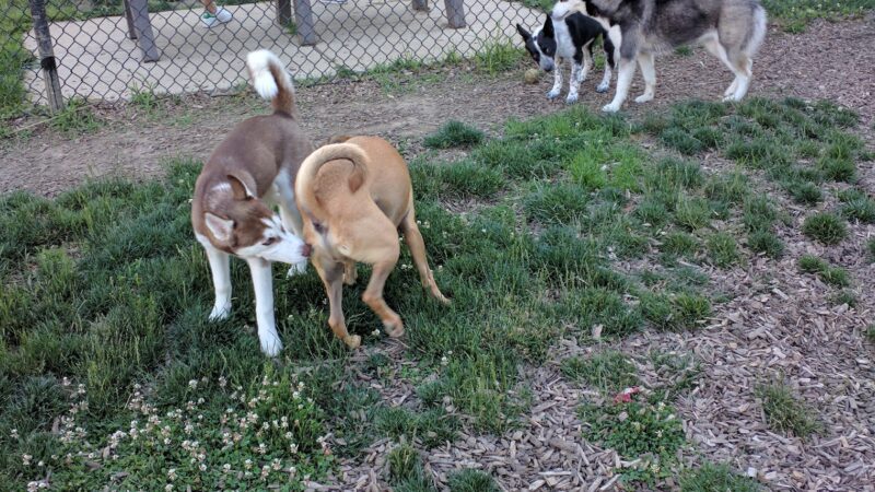 Creager Field Dog Park - Dayton, OH
