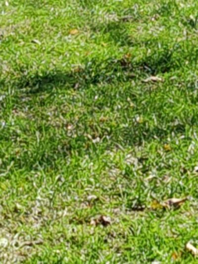 Creager Field Dog Park - Dayton, OH