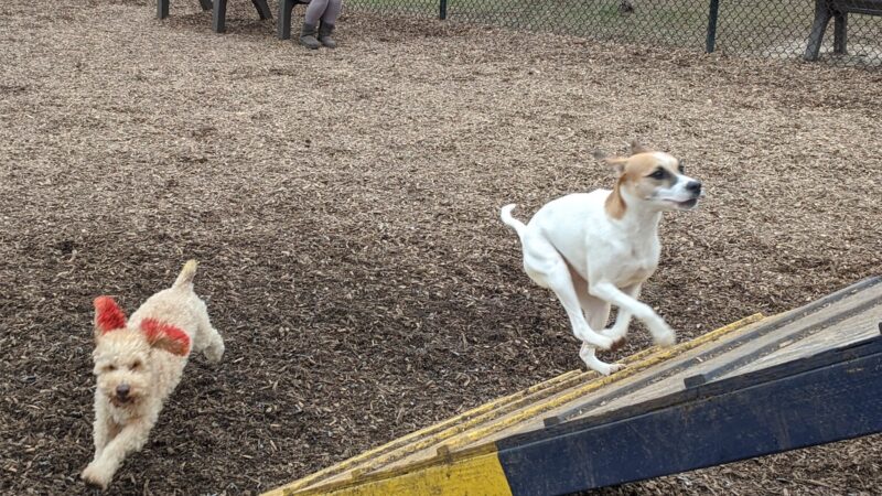 Creager Field Dog Park - Dayton, OH