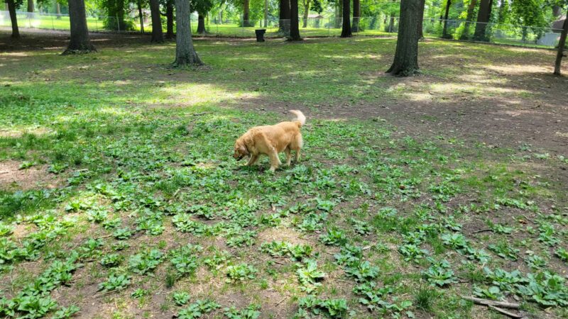 Deeds Point Dog Park - Dayton, OH