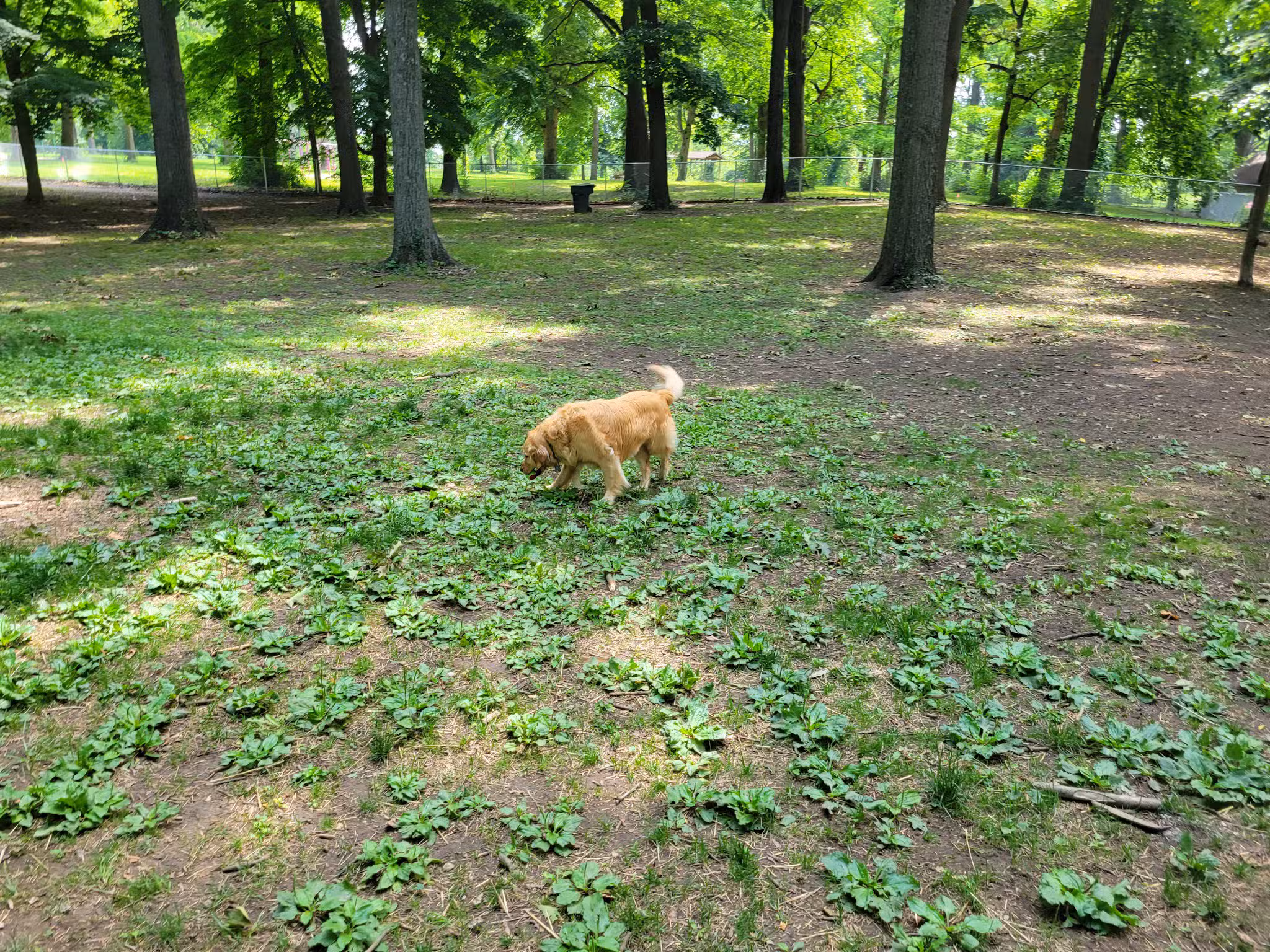 Deeds Point Dog Park - Dayton, OH