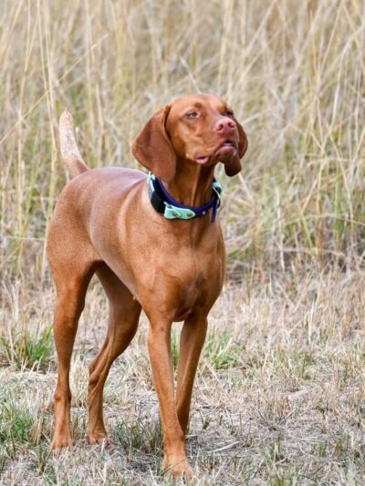 Coast Range Sniffspot / Rome private dog park - Dayton, OR