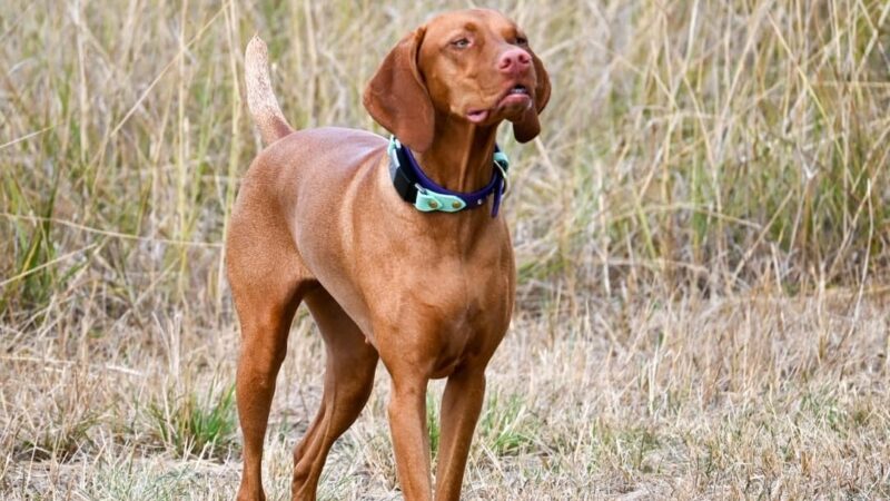Coast Range Sniffspot / Rome private dog park - Dayton, OR