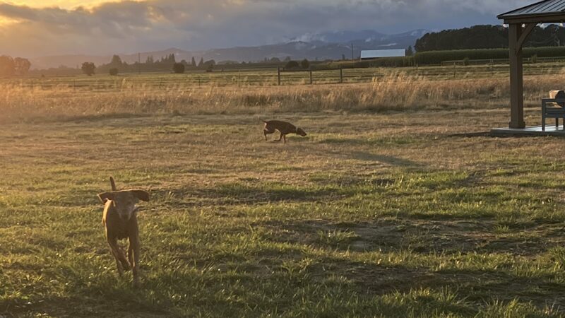 Coast Range Sniffspot / Rome private dog park - Dayton, OR