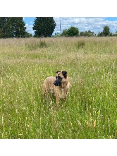 Coast Range Sniffspot / Rome private dog park - Dayton, OR