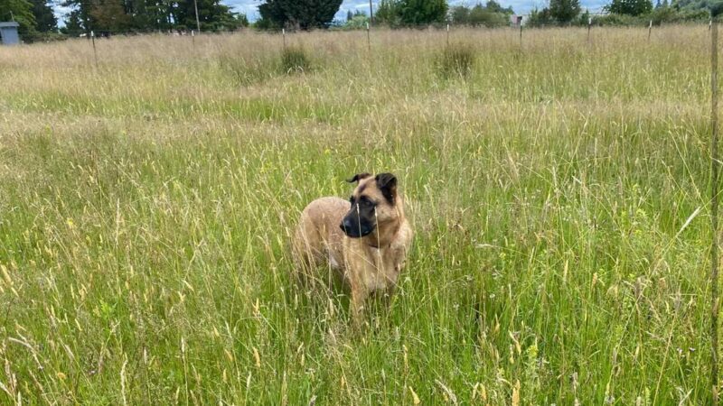 Coast Range Sniffspot / Rome private dog park - Dayton, OR