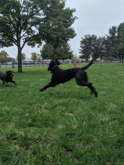 Dearborn Dog Park (Members Only) - Dearborn, MI