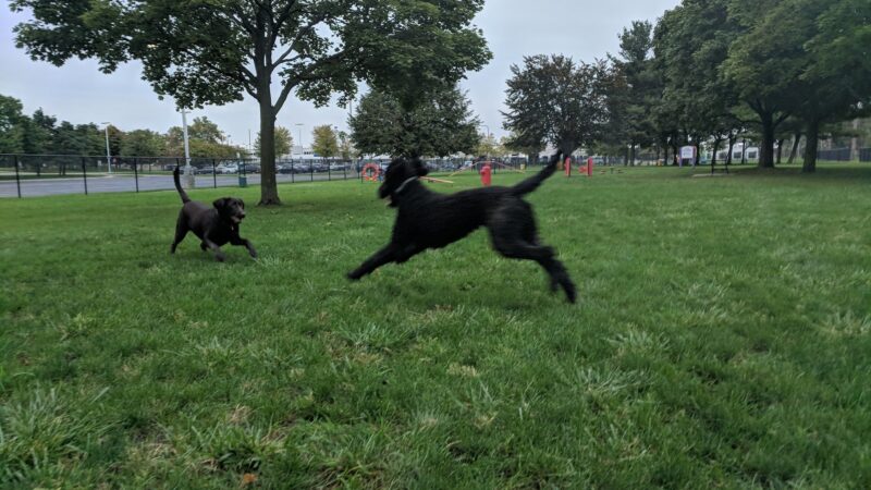 Dearborn Dog Park (Members Only) - Dearborn, MI