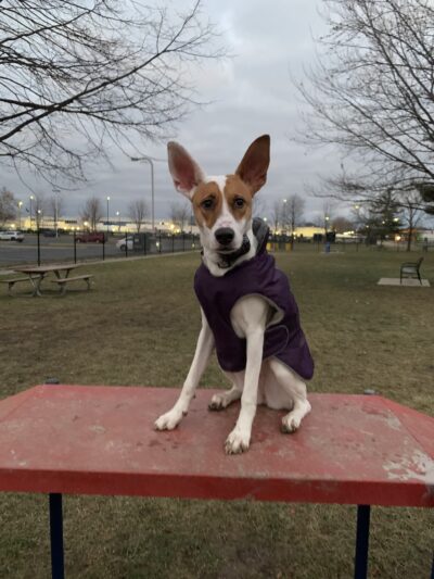 Dearborn Dog Park (Members Only) - Dearborn, MI