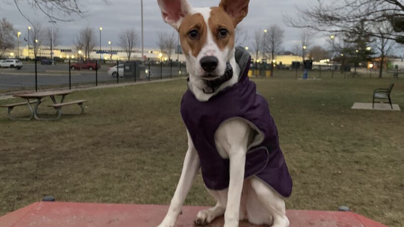 Dearborn Dog Park (Members Only) - Dearborn, MI