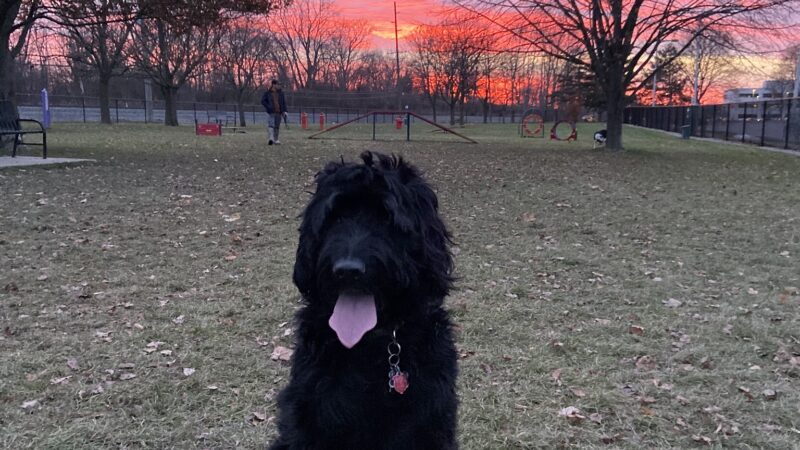 Dearborn Dog Park (Members Only) - Dearborn, MI
