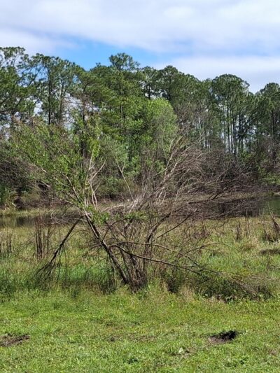 Alexandra Park - DeBary, FL