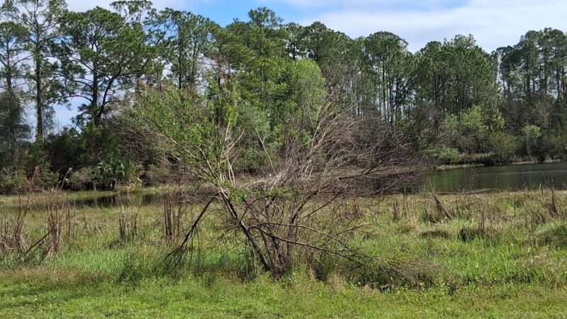 Alexandra Park - DeBary, FL