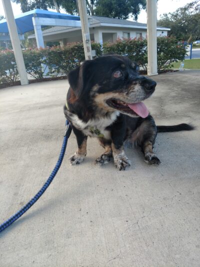 Community Park - DeBary, FL