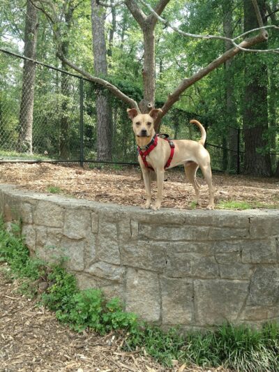 Glenlake Dog Park - Decatur, GA
