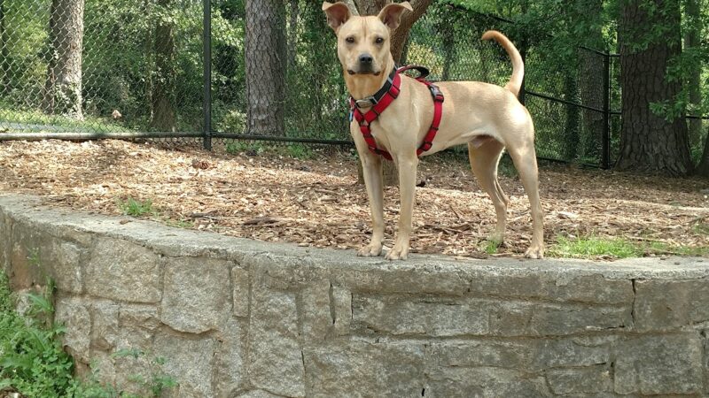 Glenlake Dog Park - Decatur, GA