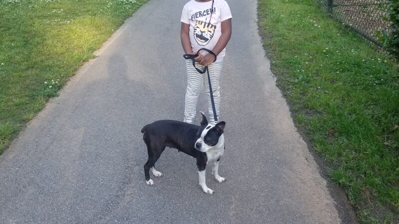 Glenlake Dog Park - Decatur, GA