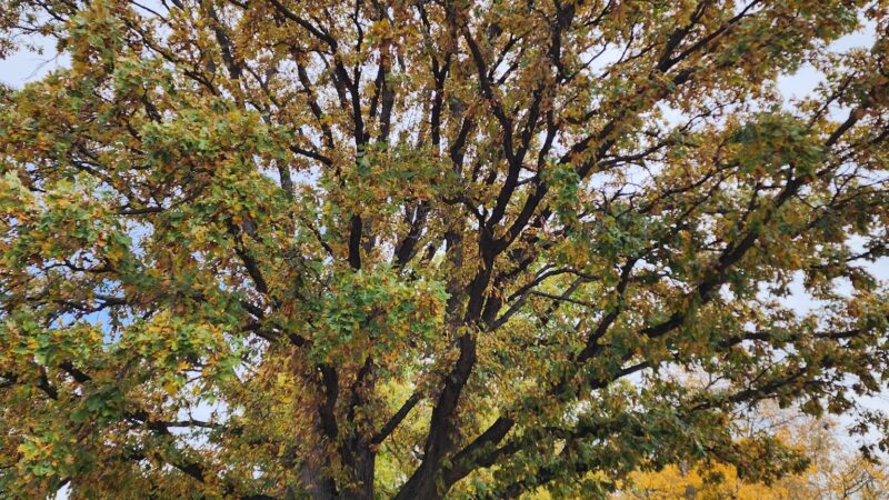 Mishler Park - Deer Creek, IL