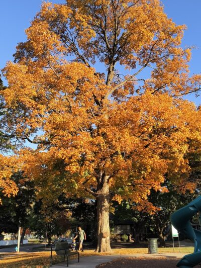 Huntley Park - DeKalb, IL