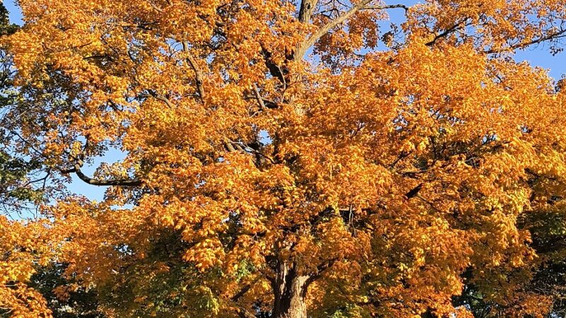 Huntley Park - DeKalb, IL