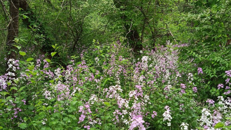 Prairie Park - DeKalb, IL