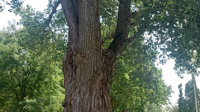 Prather Park - DeKalb, IL