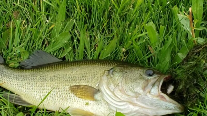 Rotary Park - DeKalb, IL