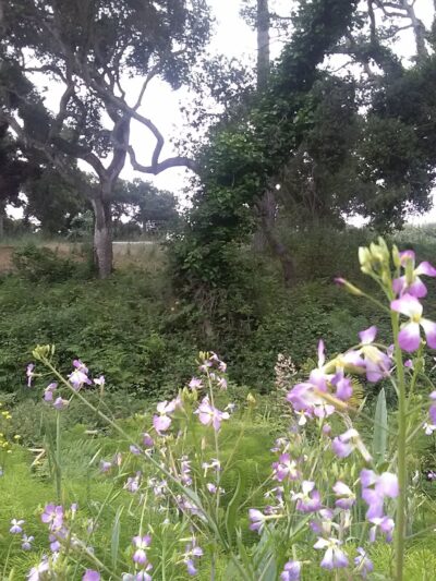 Del Rey Park - Del Rey Oaks, CA