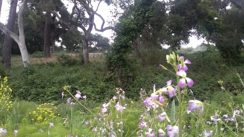 Del Rey Park - Del Rey Oaks, CA