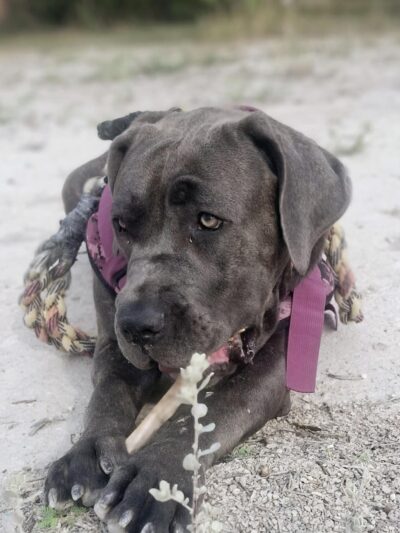 Del Rio Community Dog Park at Carranza Park - Del Rio, TX