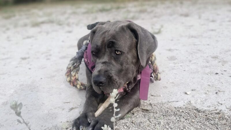 Del Rio Community Dog Park at Carranza Park - Del Rio, TX