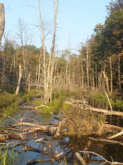 Schenectady County Nature and Forest Preserve - Delanson, NY