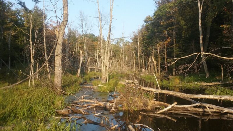 Schenectady County Nature and Forest Preserve - Delanson, NY