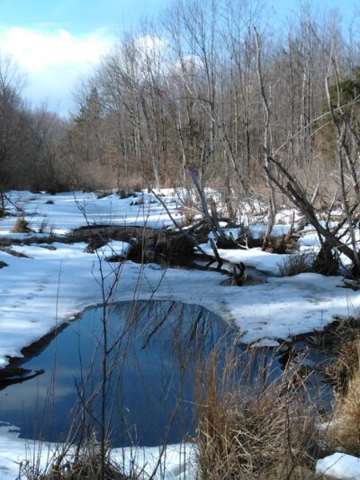 Schenectady County Nature and Forest Preserve - Delanson, NY
