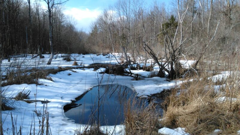 Schenectady County Nature and Forest Preserve - Delanson, NY