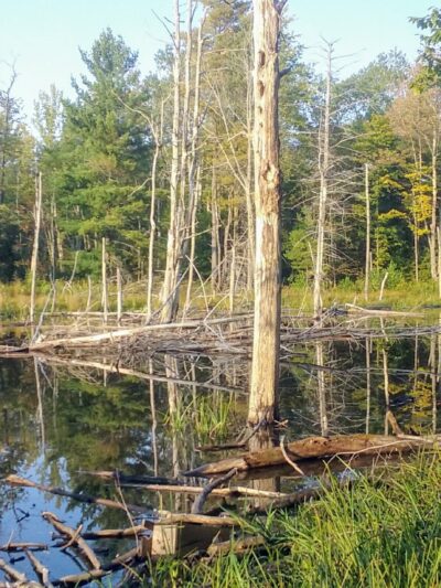 Schenectady County Nature and Forest Preserve - Delanson, NY
