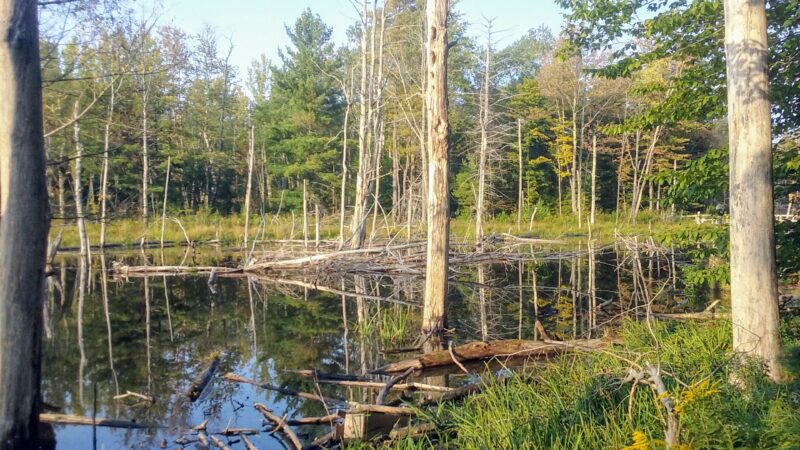 Schenectady County Nature and Forest Preserve - Delanson, NY
