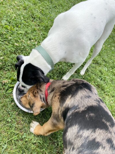 Delaware City Dog Park - Delaware, OH