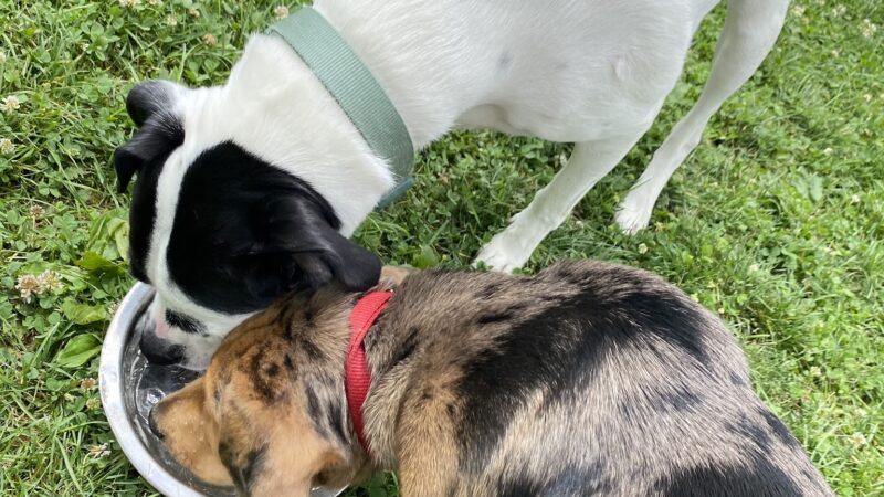 Delaware City Dog Park - Delaware, OH