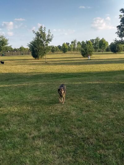 Delaware City Dog Park - Delaware, OH