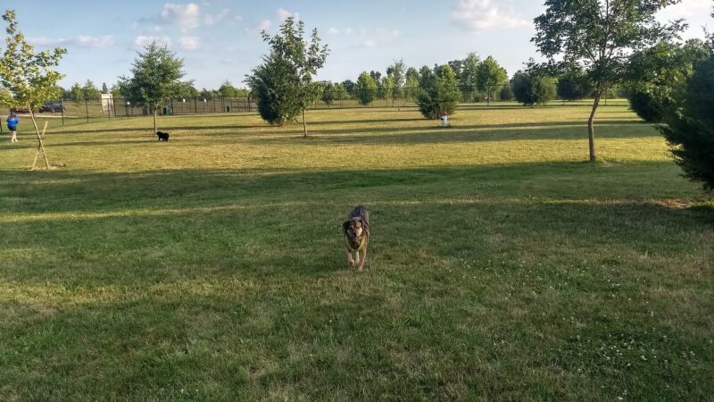 Delaware City Dog Park - Delaware, OH