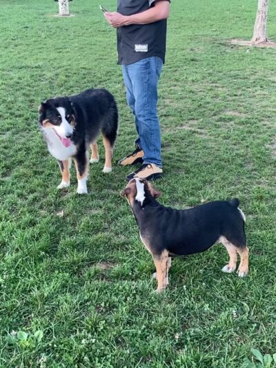 Delaware City Dog Park - Delaware, OH
