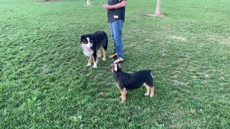 Delaware City Dog Park - Delaware, OH
