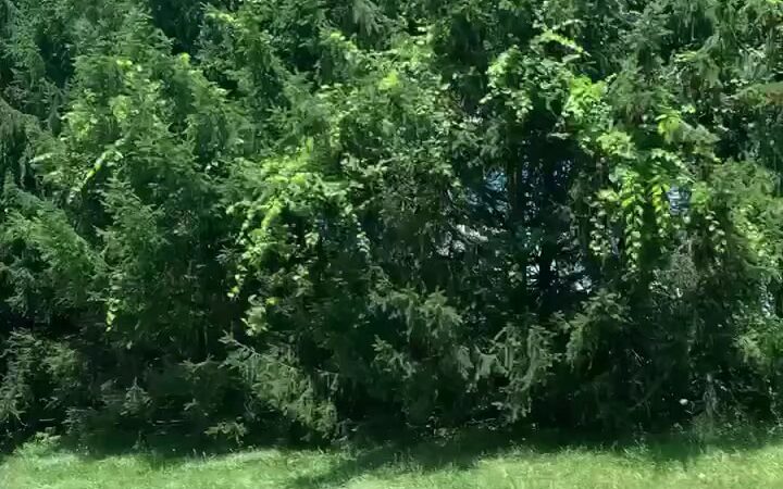 Cherry Creek Crossing Loop Trail - Delaware Water Gap, PA