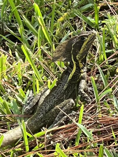 Eagle Park - Delray Beach, FL