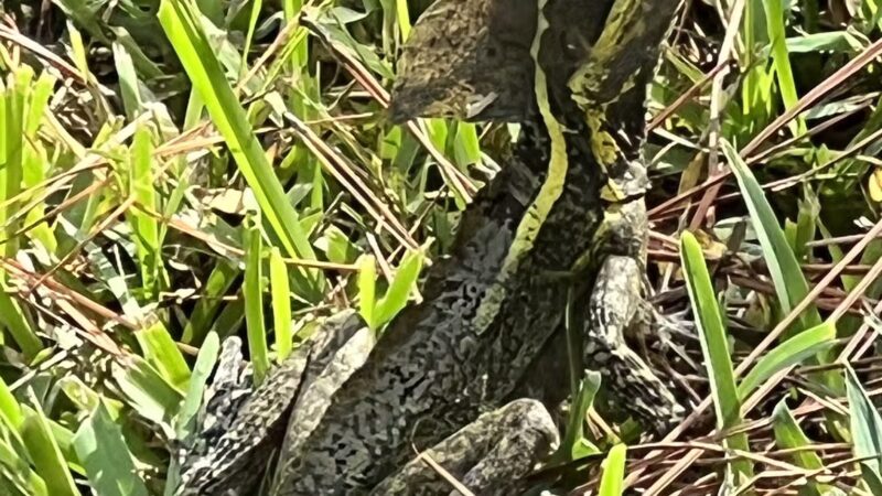 Eagle Park - Delray Beach, FL