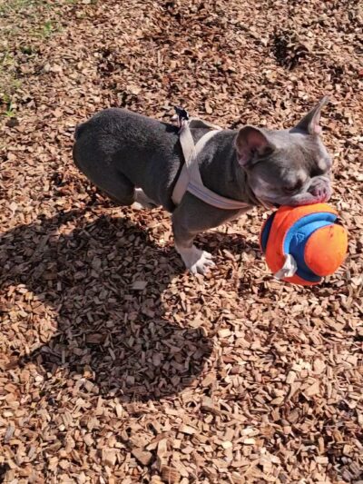 Lake Ida Dog Park - Delray Beach, FL