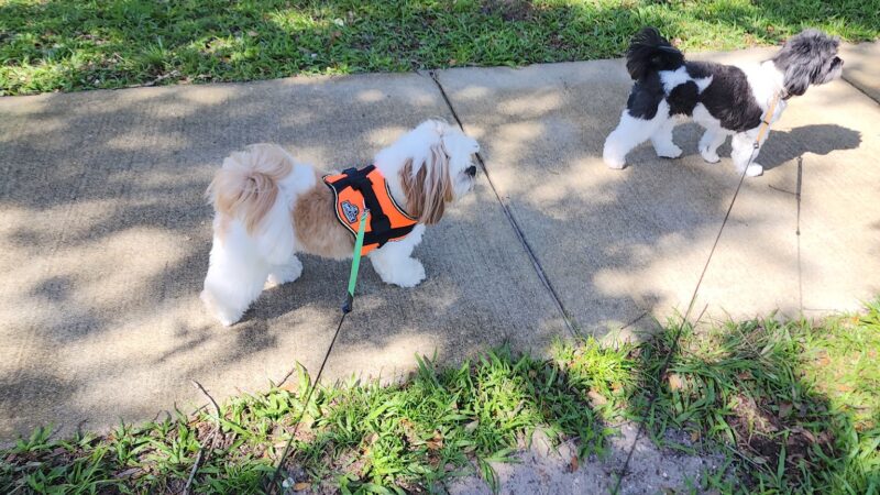 Lake Ida Dog Park - Delray Beach, FL