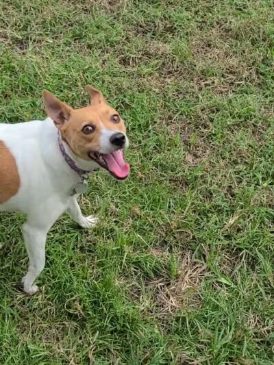 Lake Ida Dog Park - Delray Beach, FL