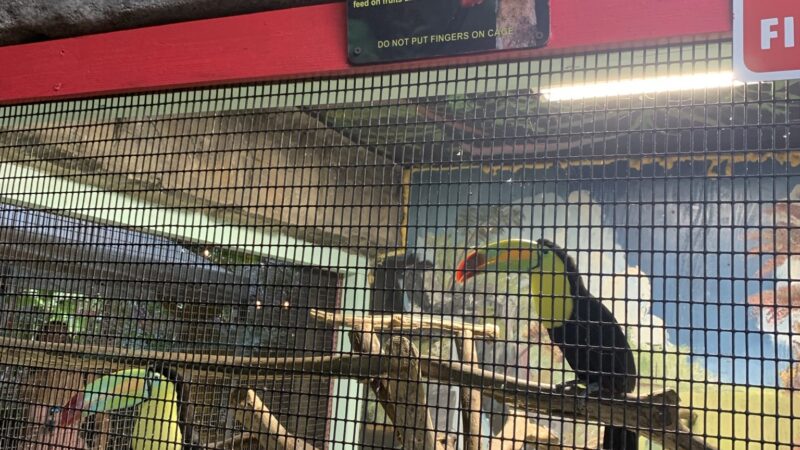 The Girls Strawberry U-Pick - Delray Beach, FL